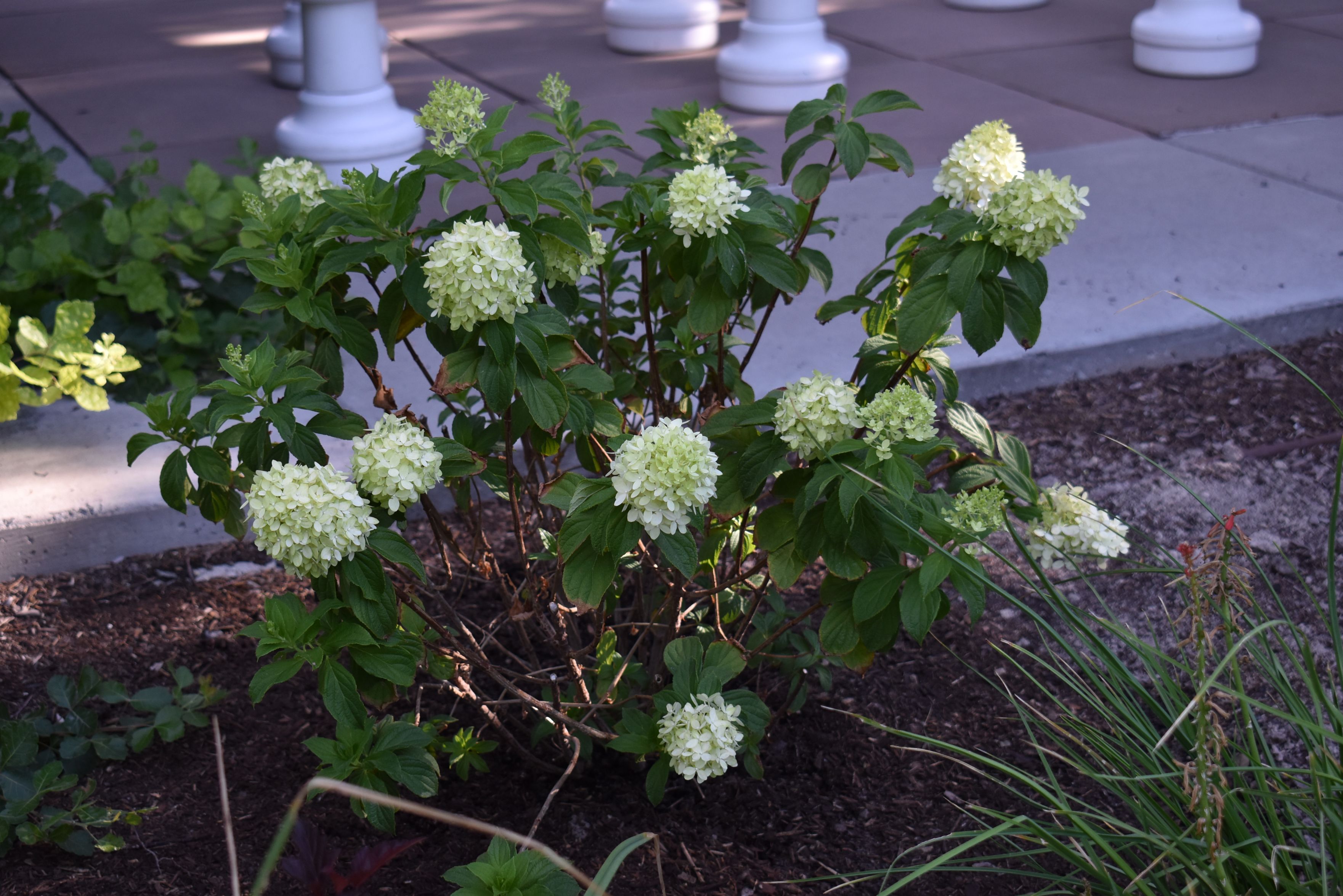 Priming Hydrangea Limelight Prime Hydrangea