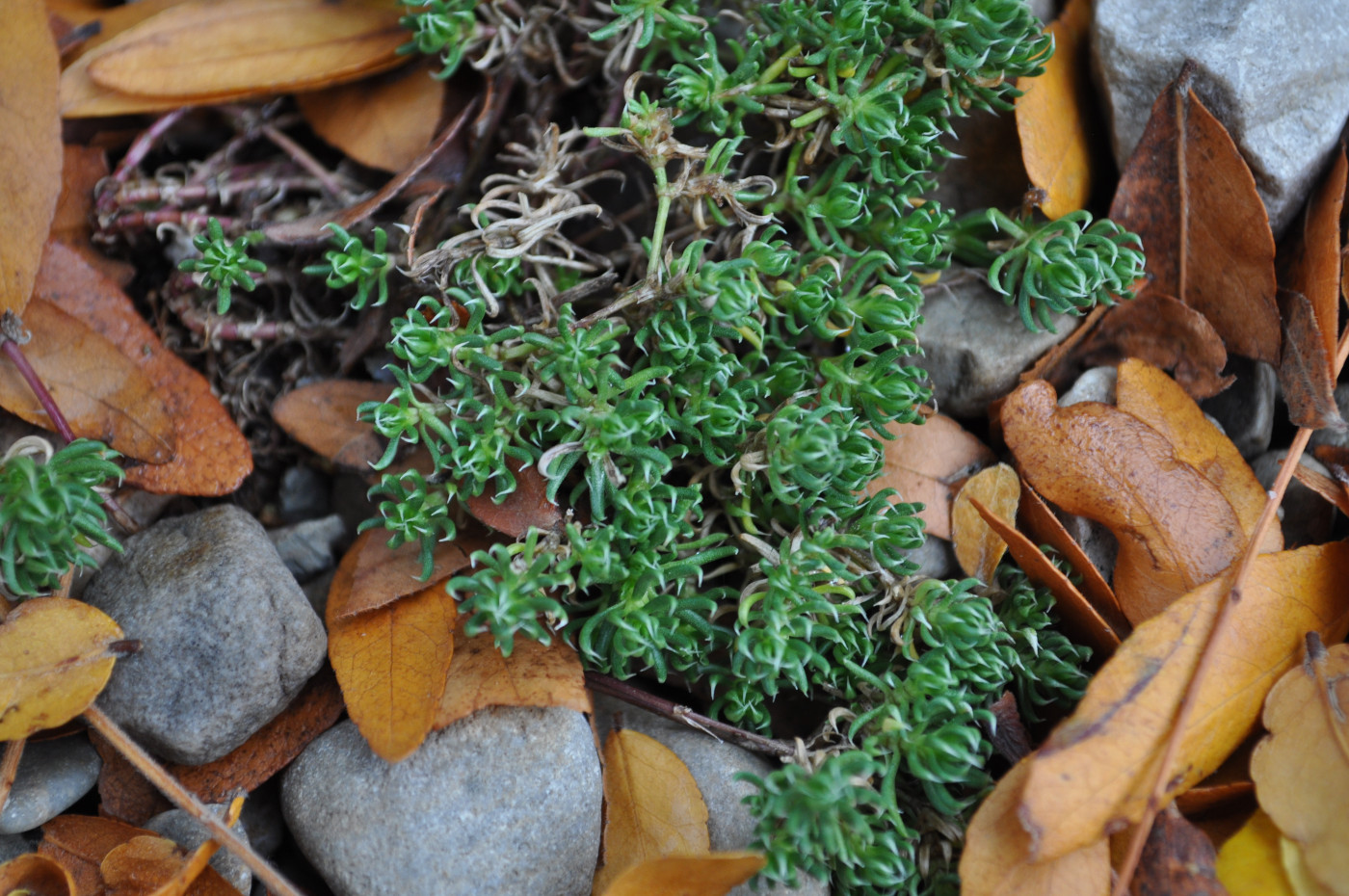Alpine Woodruff