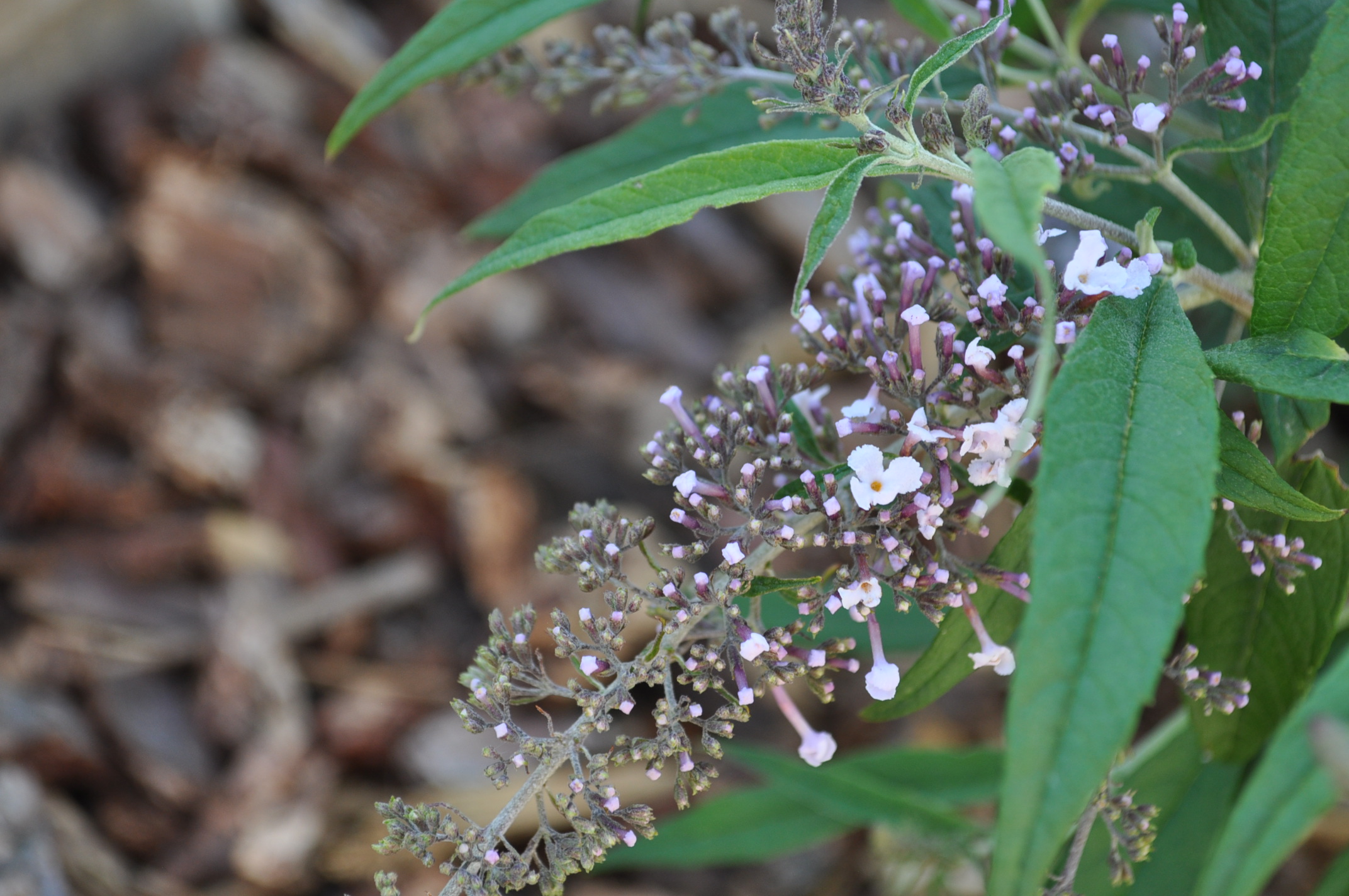 Wisteria Lane Butterfly Bush