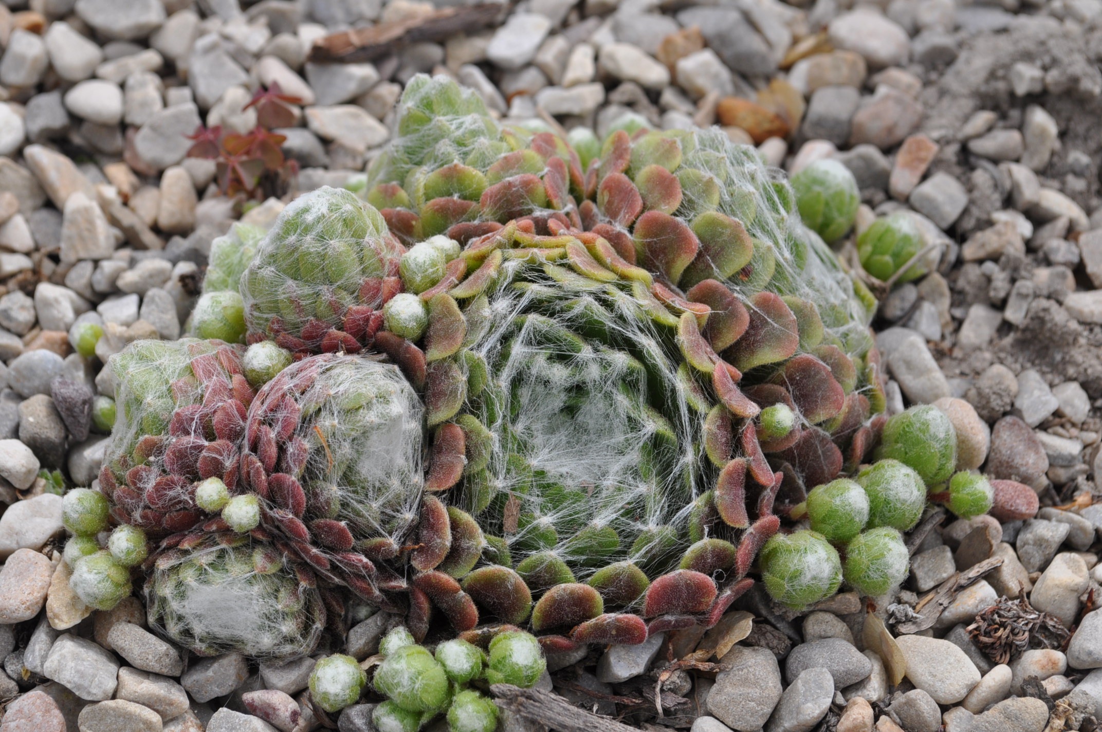 Red Cobweb Hens and Chicks