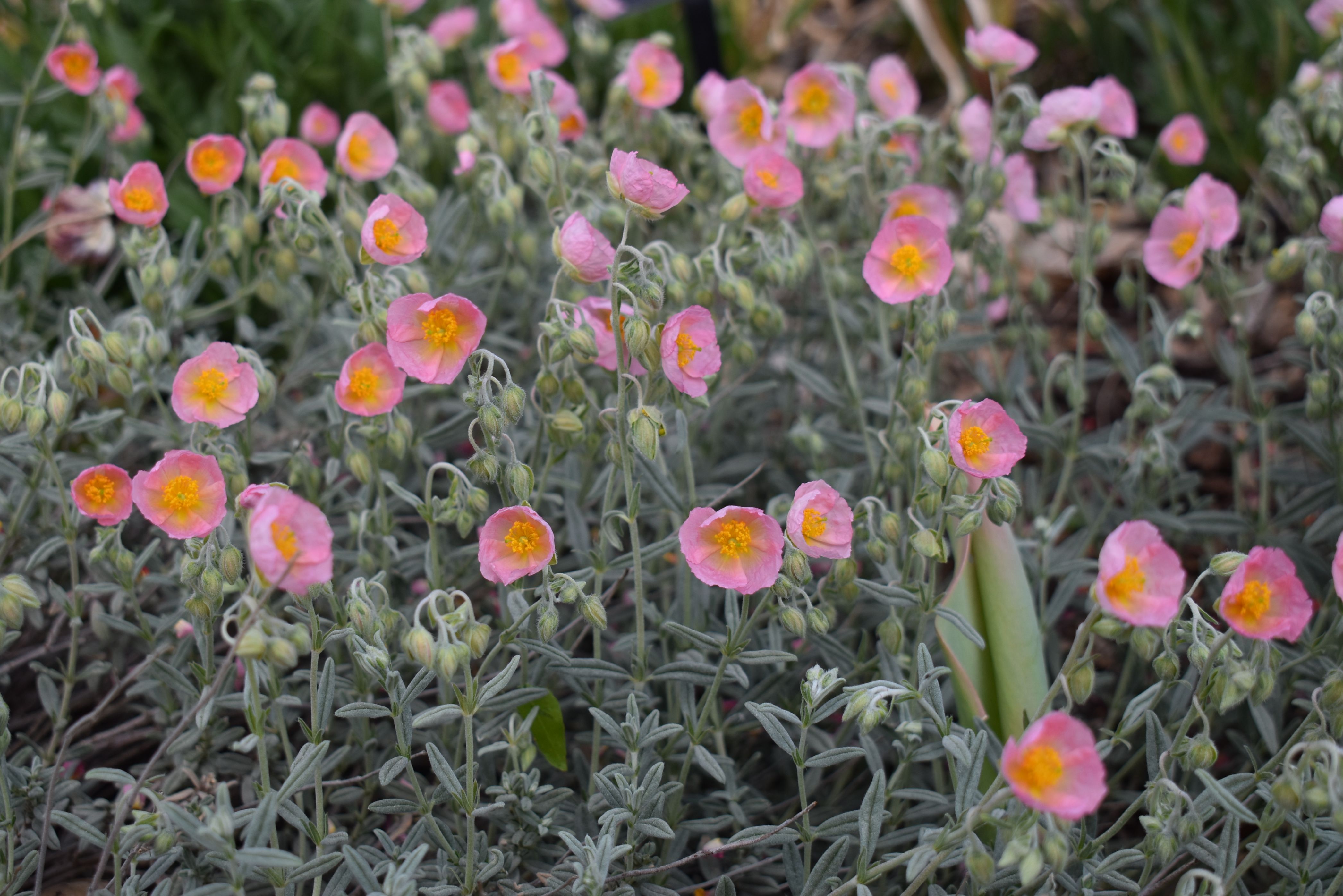 Rhodanthe Carneum Sun Rose Helianthemum 'Rhodanthe Carneum'