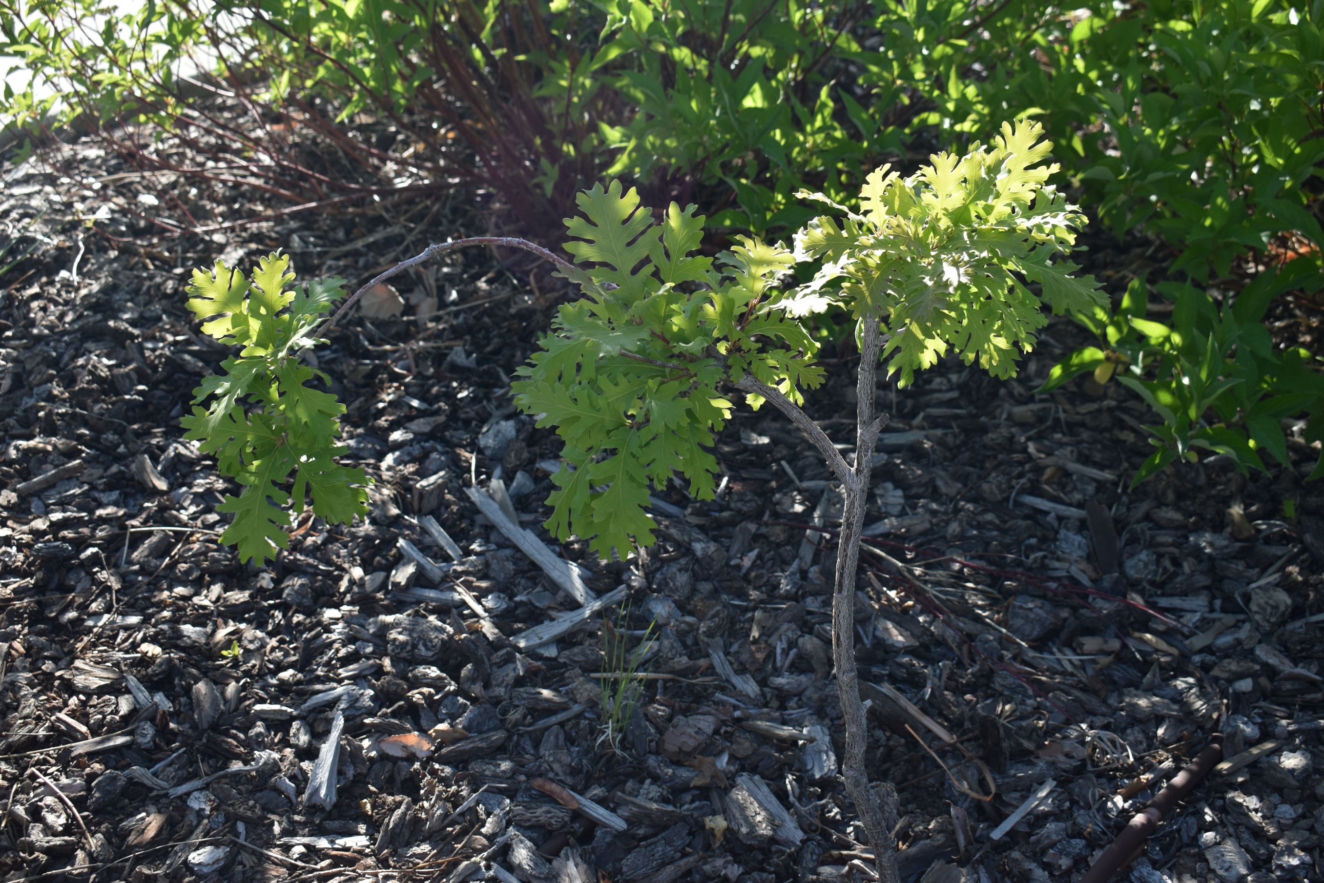 Issaq Mas Tree Jack Maze Oak