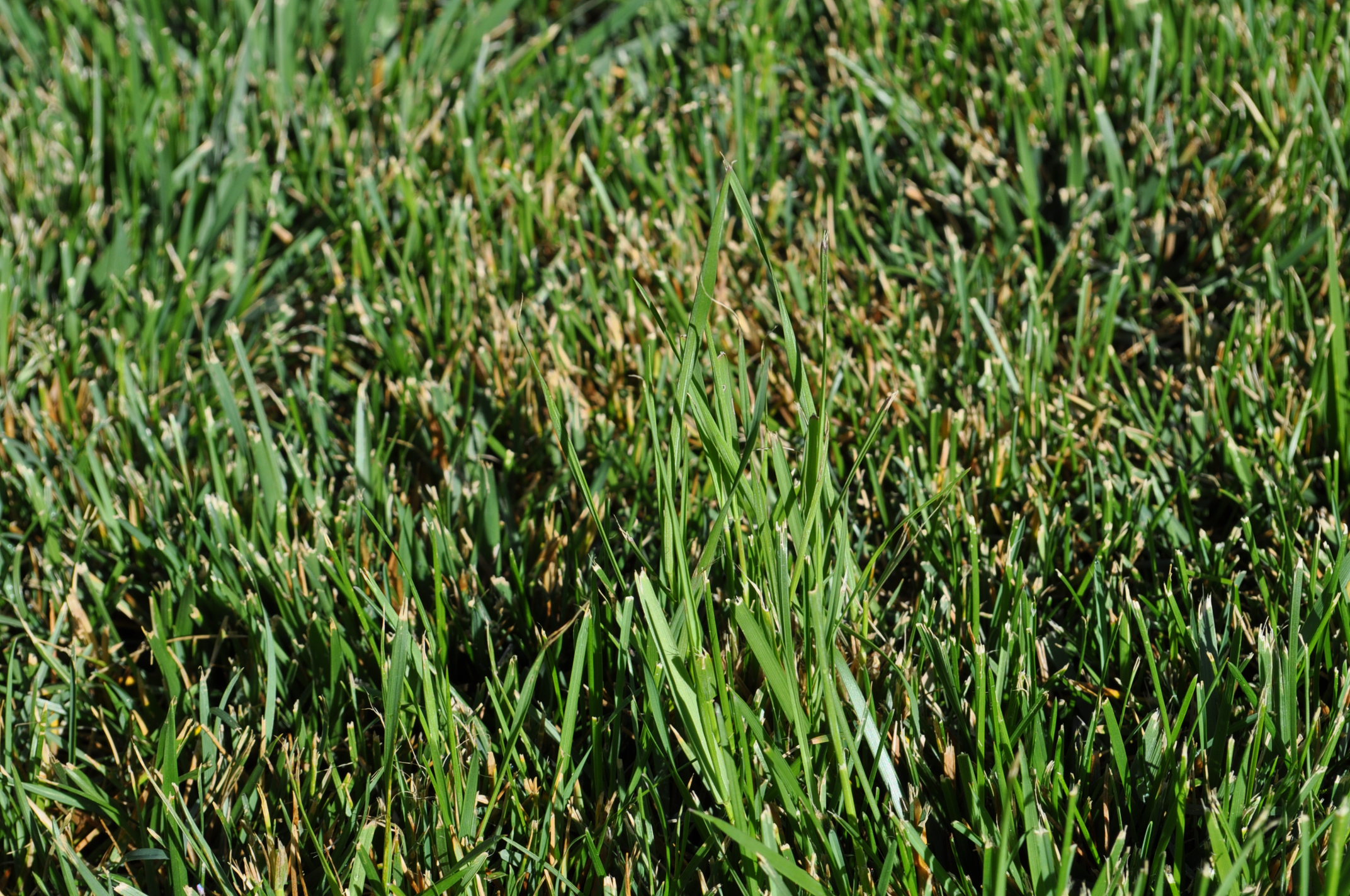 Rhizomatous Tall Fescue