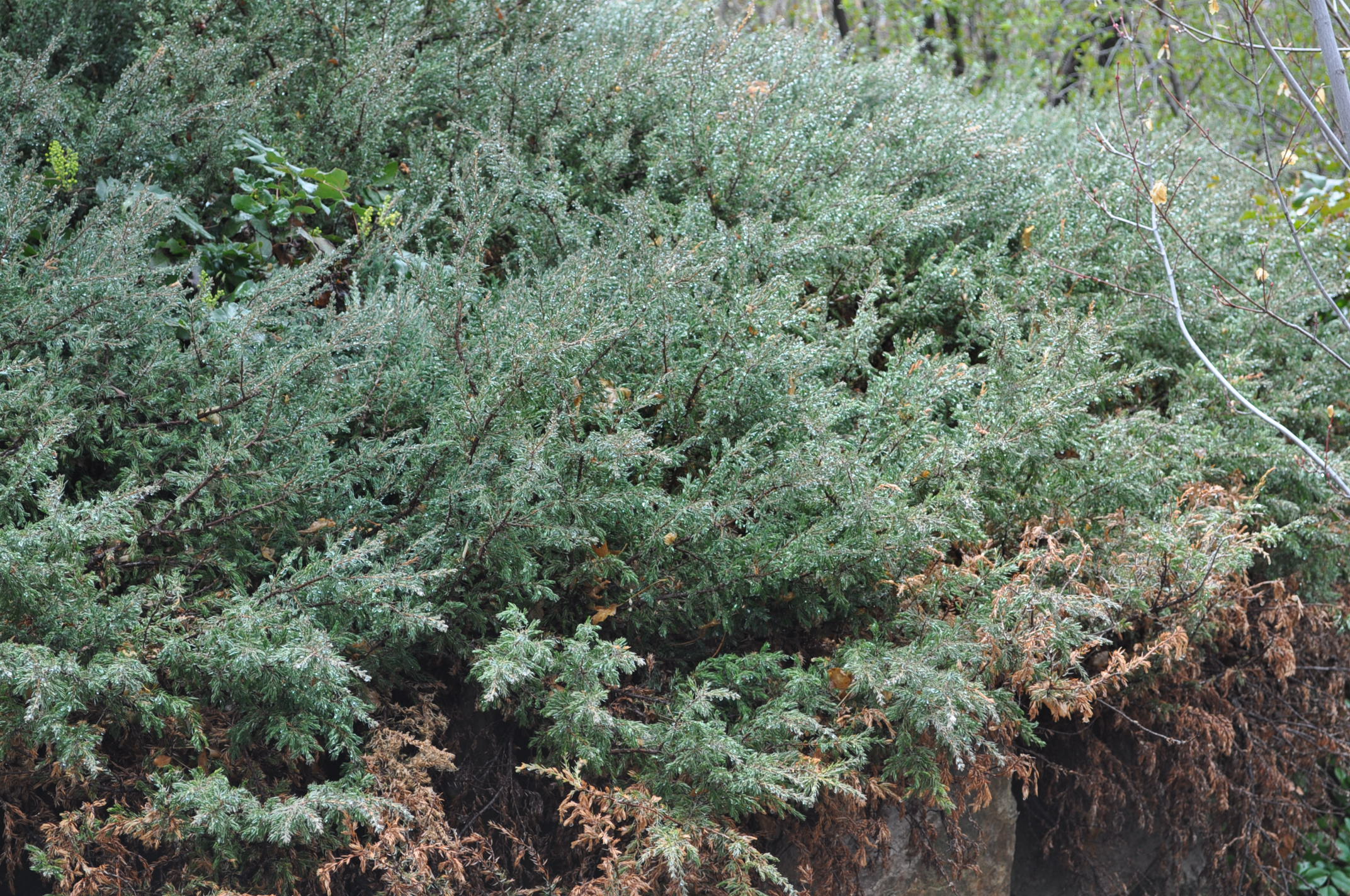 Repanda Common Juniper Juniperus communis 'Repanda'