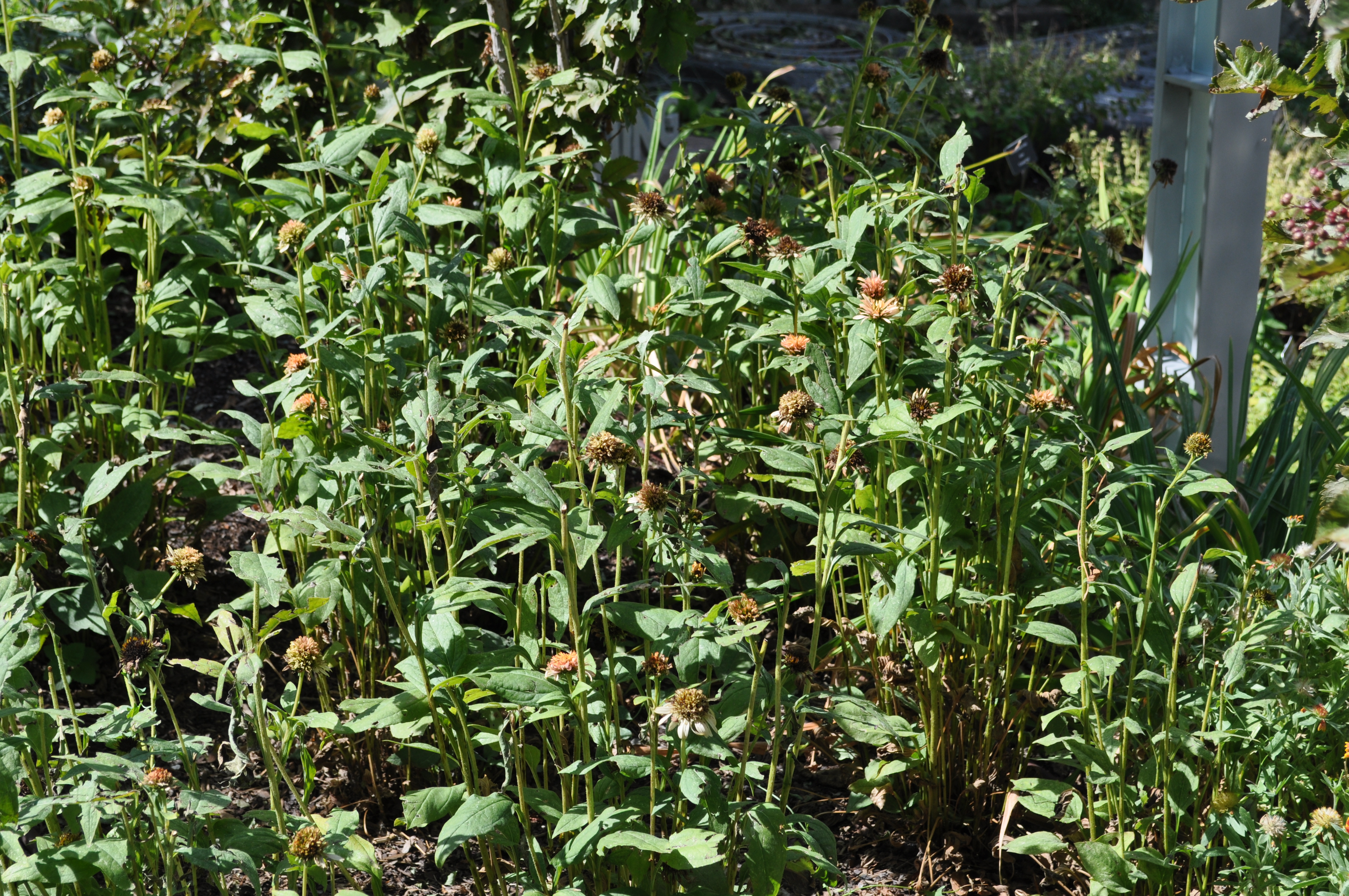 Supreme Cantaloupe Coneflower