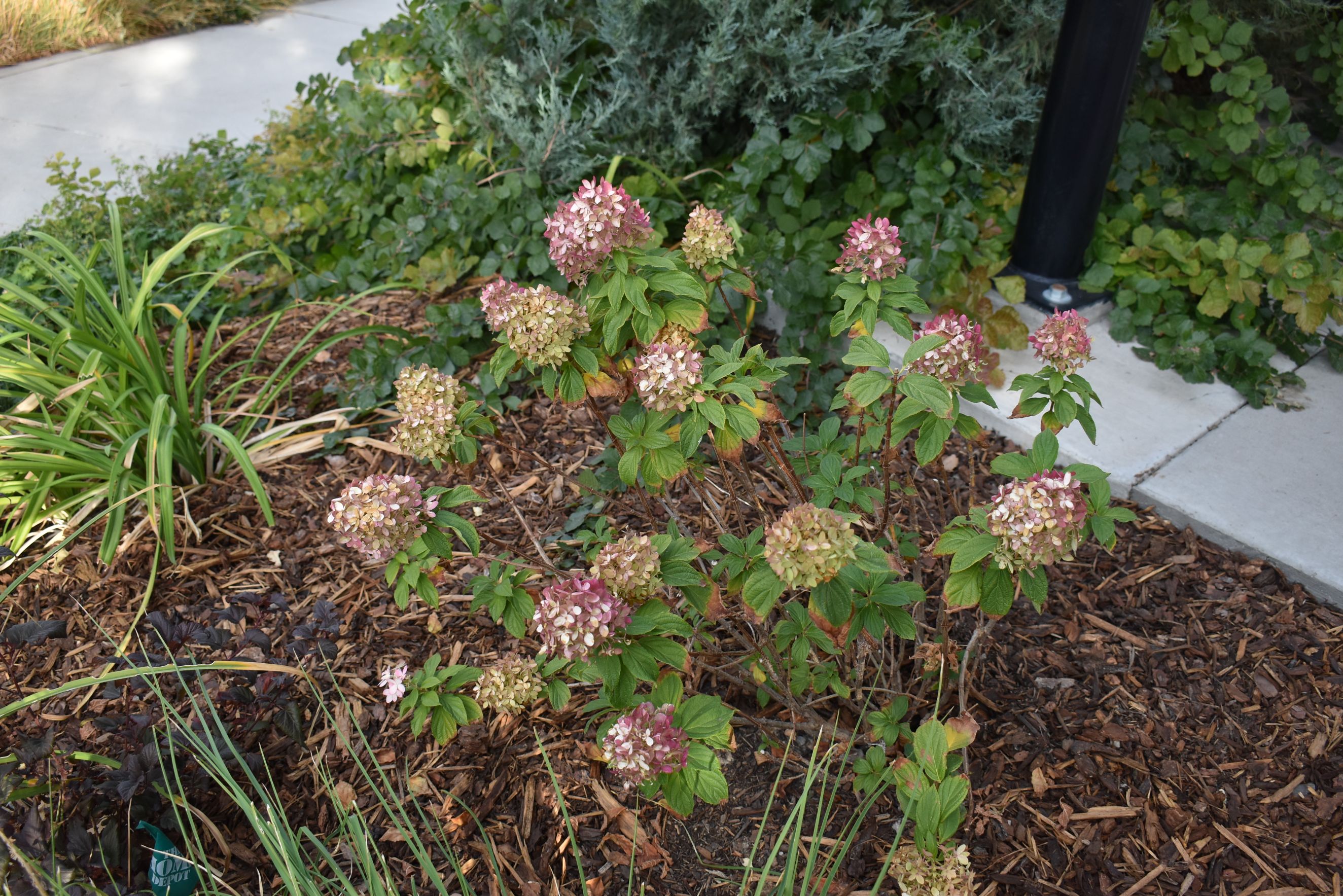 Limelight Prime Hydrangea