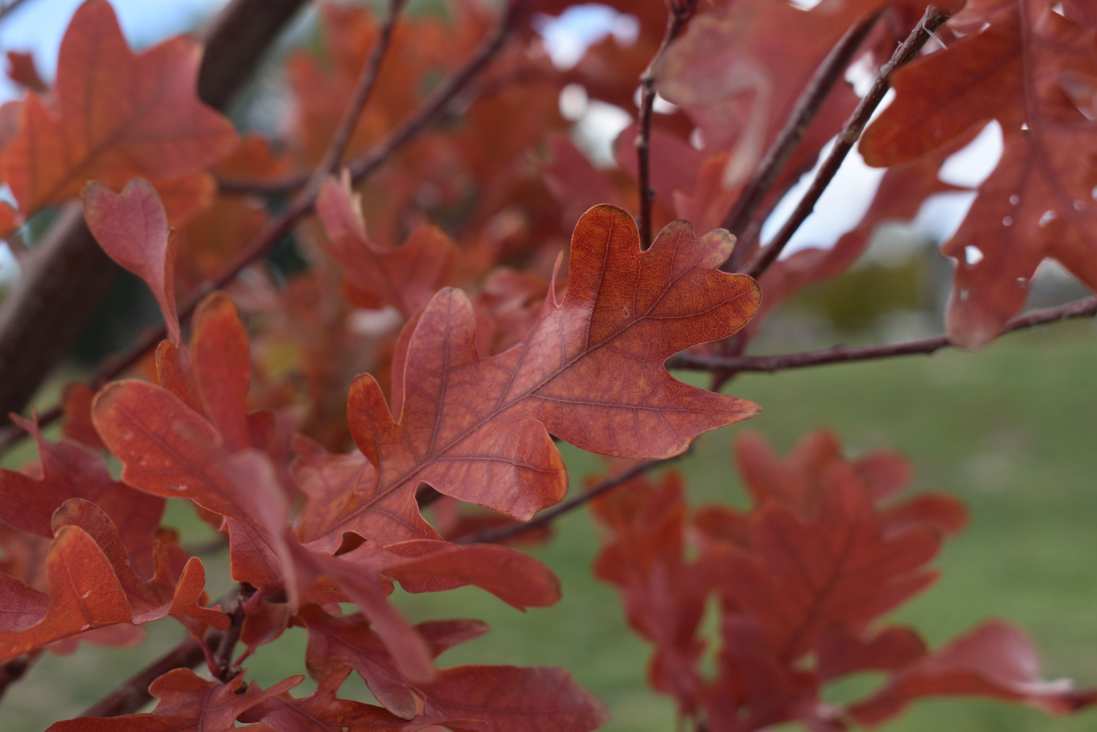 Scarlet letter oak