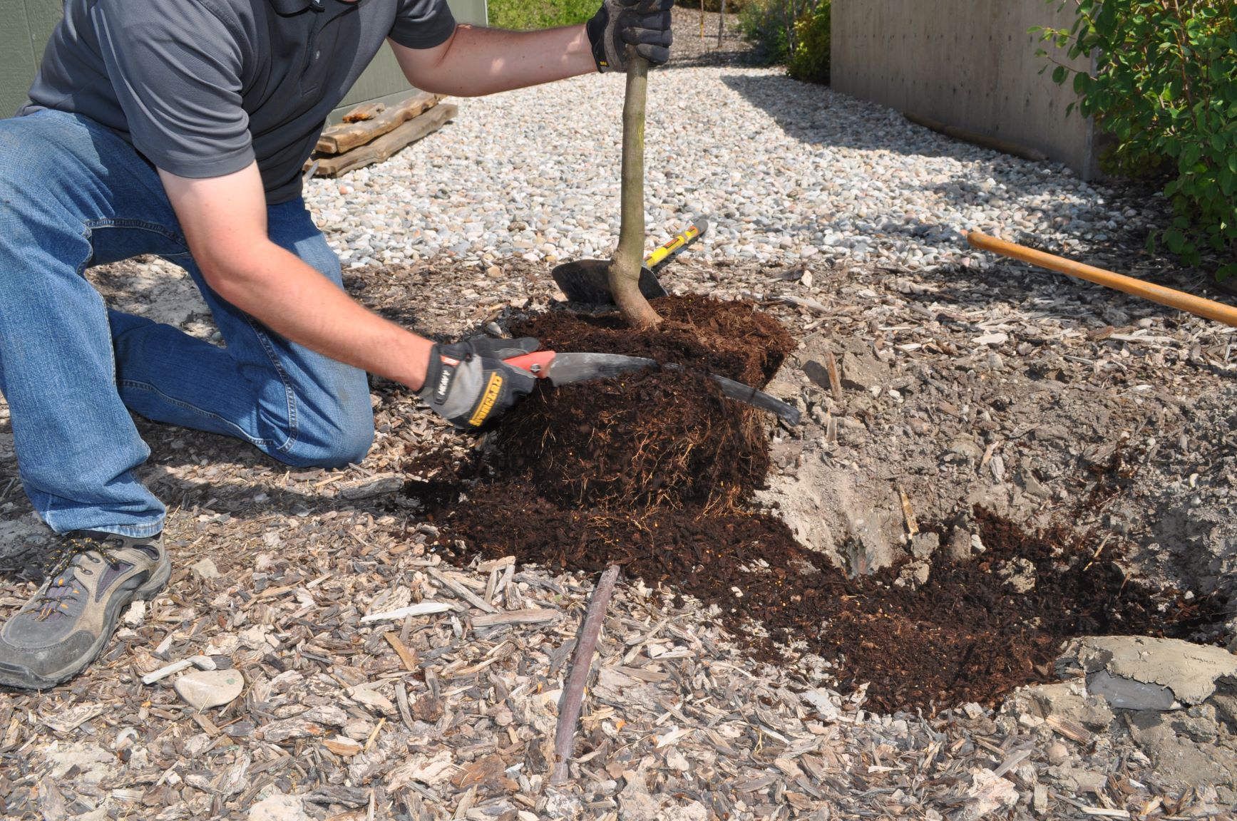 Planting: Best Practices