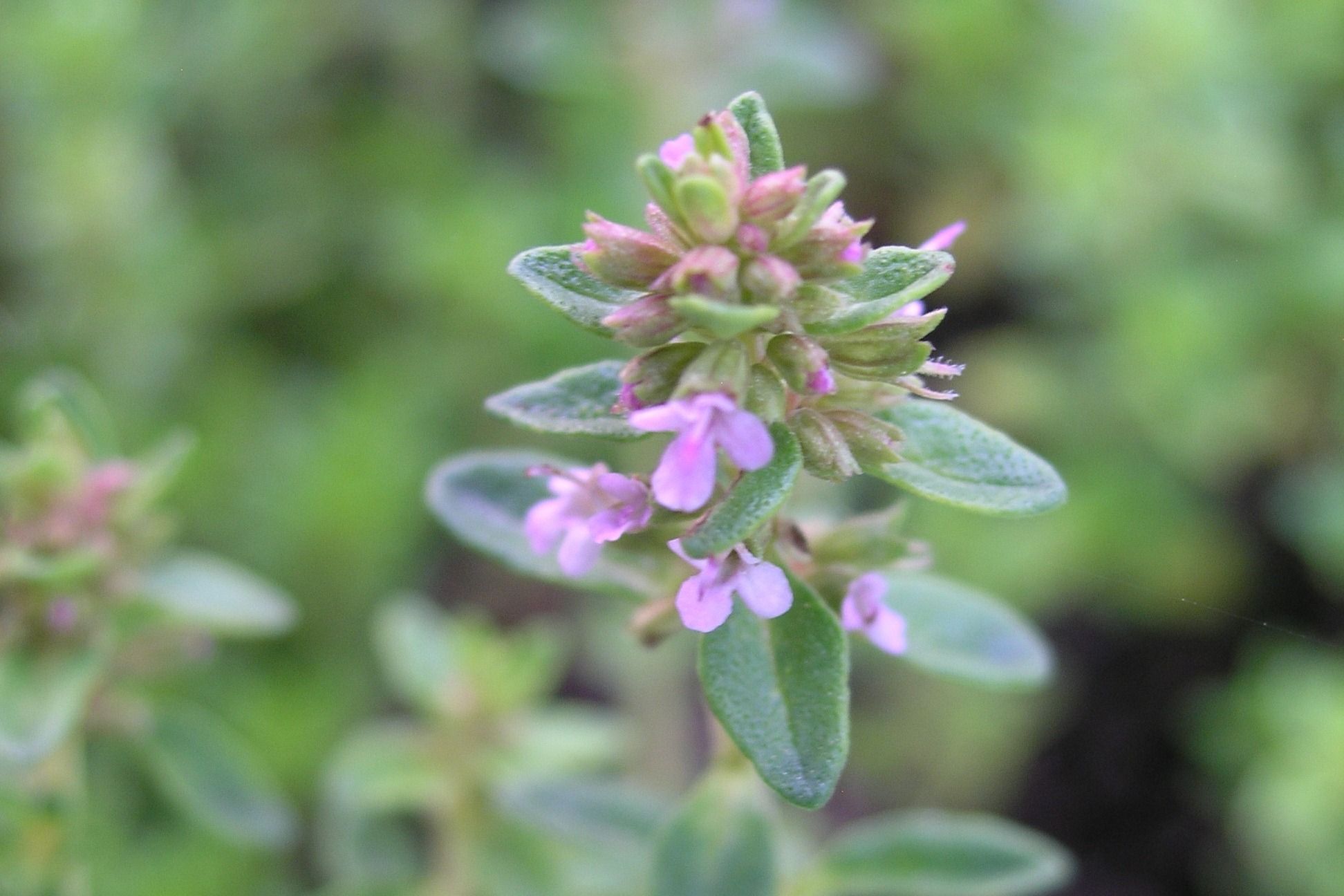 Thyme  thymus-elfin-square-michlers.