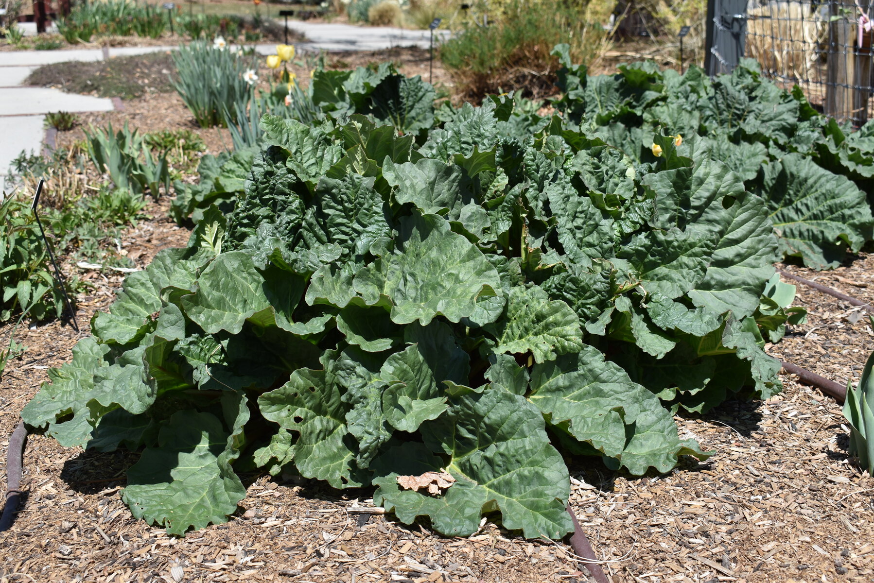 Rhubarb Rheum x hybridum