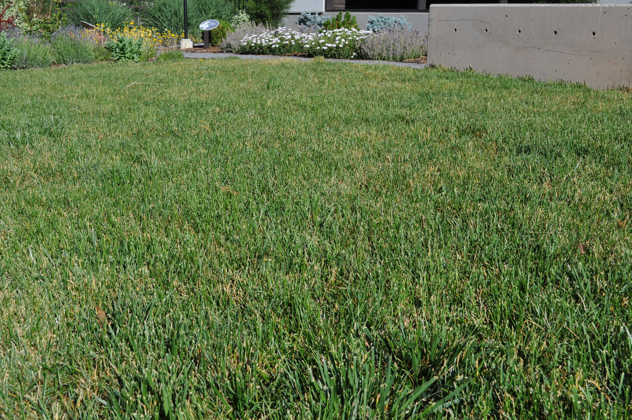 Rhizomatous Tall Fescue Festuca spp.