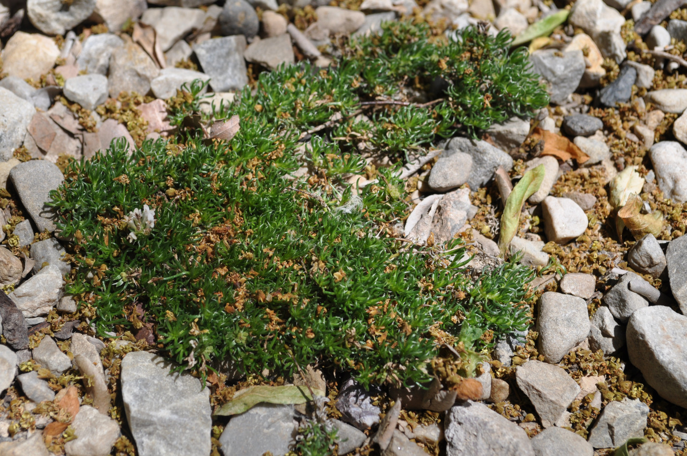 Alpine Woodruff