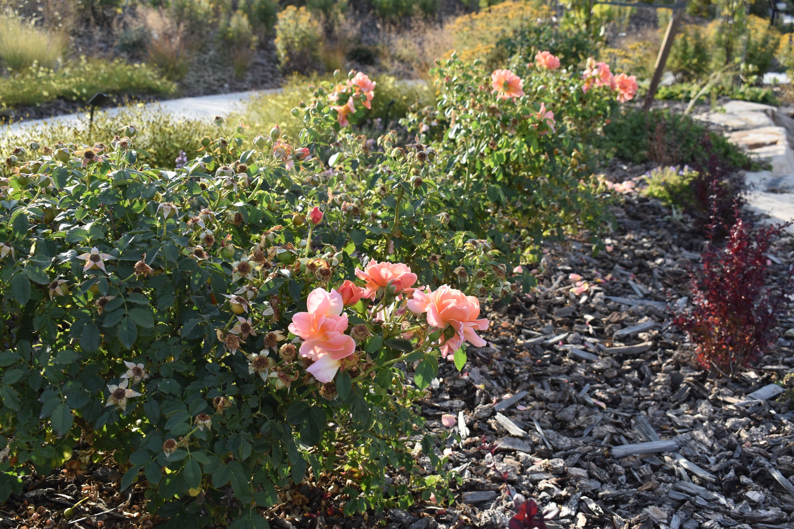 At Last Rose